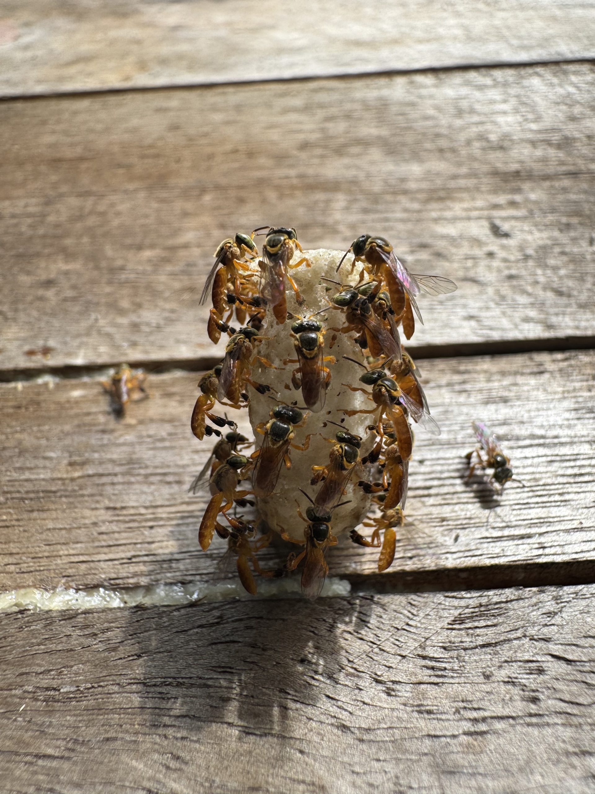 Miel enzymatique des mélipones